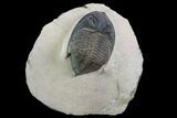 Bargain, Zlichovaspis Trilobite - Lghaft, Morocco #100674-1